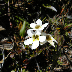 Tongariro National park.<br>Photographer: John Sawyer, Licence: <a target='_blank' href='https://creativecommons.org/licenses/by-nc/4.0'>CC BY-NC</a>.