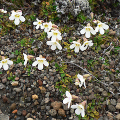 Flower of Ourisia vulcanica, Tongariro National Park.<br>Photographer: Rob Cole, Licence: All rights reserved.