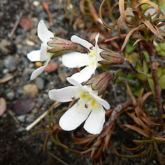 Flower of Ourisia vulcanica, Tongariro National Park.<br>Photographer: Rob Cole, Licence: All rights reserved.