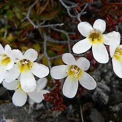 Flowers of Ourisia vulcanica, Tongariro National Park.<br>Photographer: Rob Cole, Licence: All rights reserved.