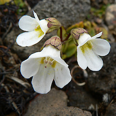Flower of Ourisia vulcanica, Tongariro National Park.<br>Photographer: Rob Cole, Licence: All rights reserved.