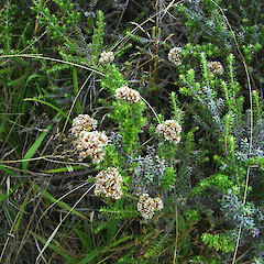Ozothamnus leptophyllus (Tauhinu).<br>Photographer: Wayne Bennett, Licence: <a target='_blank' href='https://creativecommons.org/licenses/by-nc/4.0'>CC BY-NC</a>. <a class='member-message' href='/nzpcn/why-join-nzpcn/' target='_blank'>Members can view a larger version of this image.</a>