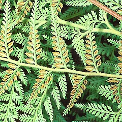 Coromandel.<br>Photographer: John Smith-Dodsworth, Licence: <a target='_blank' href='https://creativecommons.org/licenses/by-nc/4.0'>CC BY-NC</a>.