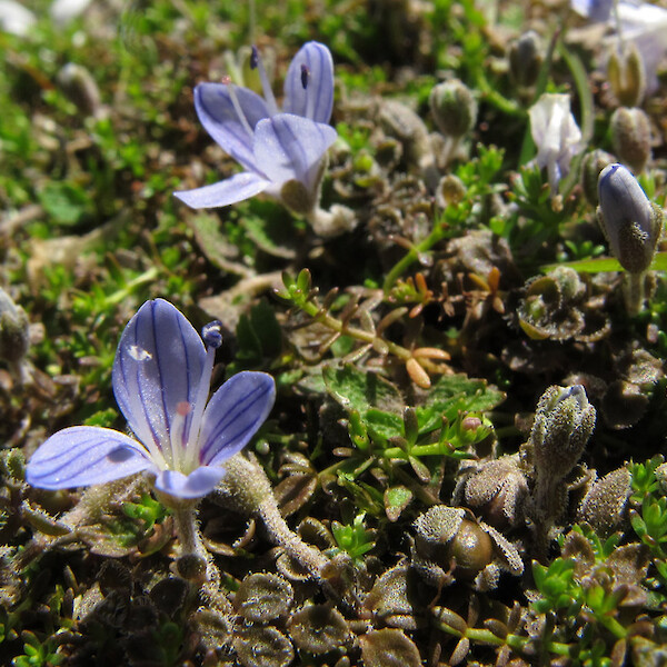 Veronica lilliputiana