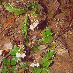 Mt Holdsworth February.<br>Photographer: John Smith-Dodsworth, Licence: <a target='_blank' href='https://creativecommons.org/licenses/by-nc/4.0'>CC BY-NC</a>.