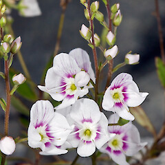 Veronica lanceolata