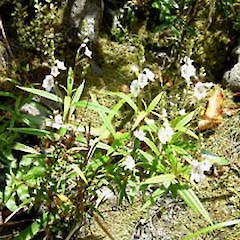 Parahebe lanceolata.<br>Photographer: John Smith-Dodsworth, Licence: <a target='_blank' href='https://creativecommons.org/licenses/by-nc/4.0'>CC BY-NC</a>.