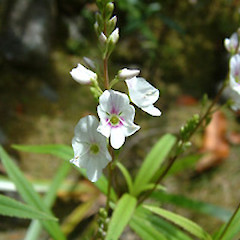 Parahebe lanceolata.<br>Photographer: John Smith-Dodsworth, Licence: <a target='_blank' href='https://creativecommons.org/licenses/by-nc/4.0'>CC BY-NC</a>.