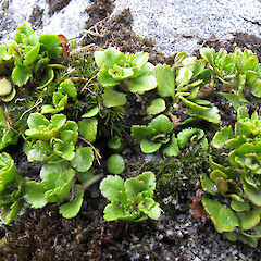 Mount Burns.<br>Photographer: John Barkla, Licence: <a target='_blank' href='https://creativecommons.org/licenses/by/4.0'>CC BY</a>. <a class='member-message' href='/nzpcn/why-join-nzpcn/' target='_blank'>Members can view a larger version of this image.</a>