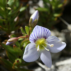 Veronica linifolia