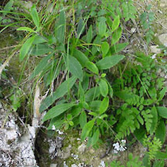 Anatori limestone bluffs, Kahurangi National Park, NW Nelson.<br>Photographer: Simon Walls, Licence: <a target='_blank' href='https://creativecommons.org/licenses/by-nc/4.0'>CC BY-NC</a>.