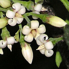 Parsonsia capsularis var. capsularis