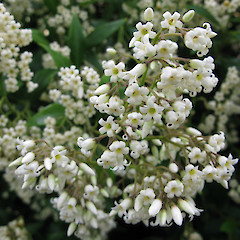Garden plant.<br>Photographer: Melissa Hutchison, Licence: <a target='_blank' href='https://creativecommons.org/licenses/by-nc/4.0'>CC BY-NC</a>.