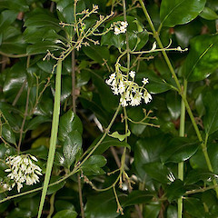 Parsonsia heterophylla.<br>Photographer: Mike Thorsen, Licence: All rights reserved.