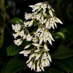Parsonsia heterophylla.<br>Photographer: Mike Thorsen, Licence: All rights reserved.