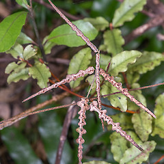 Juvenile leaves. Remutaka Forest Park.<br>Photographer: Jeremy R. Rolfe, Date taken: 06/08/2013, Licence: <a target='_blank' href='https://creativecommons.org/licenses/by/4.0'>CC BY</a>.
