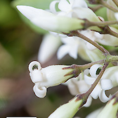 Calyx lobes much shorter than corolla tube. Stokes Valley.<br>Photographer: Jeremy R. Rolfe, Date taken: 02/11/2016, Licence: <a target='_blank' href='https://creativecommons.org/licenses/by/4.0'>CC BY</a>.
