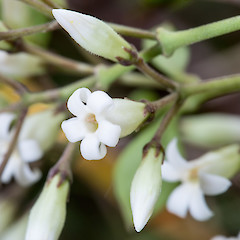Stamens not extended beyond the throat of the corolla. Stokes Valley.<br>Photographer: Jeremy R. Rolfe, Date taken: 02/11/2016, Licence: <a target='_blank' href='https://creativecommons.org/licenses/by/4.0'>CC BY</a>.