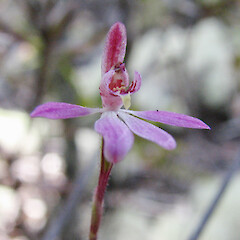 Petalochilus bartlettii.<br>Photographer: Kevin Matthews, Licence: <a target='_blank' href='https://creativecommons.org/licenses/by-nc/4.0'>CC BY-NC</a>. <a class='member-message' href='/nzpcn/why-join-nzpcn/' target='_blank'>Members can view a larger version of this image.</a>