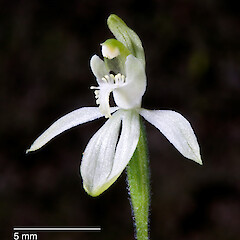 Caladenia nothofageti