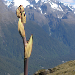 Hollyford Valley, Fiordland.<br>Photographer: John Sawyer, Licence: <a target='_blank' href='https://creativecommons.org/licenses/by-nc/4.0'>CC BY-NC</a>.