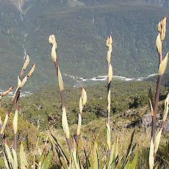 Routeburn.<br>Photographer: John Sawyer, Licence: <a target='_blank' href='https://creativecommons.org/licenses/by-nc/4.0'>CC BY-NC</a>.