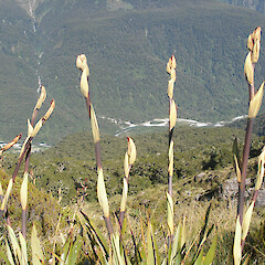 Routeburn.<br>Photographer: John Sawyer, Licence: <a target='_blank' href='https://creativecommons.org/licenses/by-nc/4.0'>CC BY-NC</a>. <a class='member-message' href='/nzpcn/why-join-nzpcn/' target='_blank'>Members can view a larger version of this image.</a>