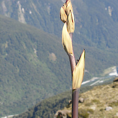 Routeburn.<br>Photographer: John Sawyer, Licence: <a target='_blank' href='https://creativecommons.org/licenses/by-nc/4.0'>CC BY-NC</a>.