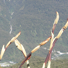 Routeburn.<br>Photographer: John Sawyer, Licence: <a target='_blank' href='https://creativecommons.org/licenses/by-nc/4.0'>CC BY-NC</a>.