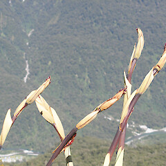 Routeburn.<br>Photographer: John Sawyer, Licence: <a target='_blank' href='https://creativecommons.org/licenses/by-nc/4.0'>CC BY-NC</a>. <a class='member-message' href='/nzpcn/why-join-nzpcn/' target='_blank'>Members can view a larger version of this image.</a>