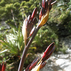 Routeburn.<br>Photographer: John Sawyer, Licence: <a target='_blank' href='https://creativecommons.org/licenses/by-nc/4.0'>CC BY-NC</a>.