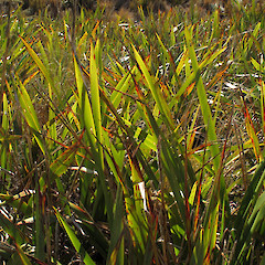 Swampy Summit, Dunedin.<br>Photographer: John Barkla, Date taken: 28/07/2012, Licence: <a target='_blank' href='https://creativecommons.org/licenses/by/4.0'>CC BY</a>.