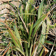 Phormium cookianum subsp. hookeri