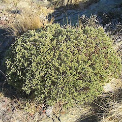 Pimelea aridula.<br>Photographer: John Barkla, Licence: <a target='_blank' href='https://creativecommons.org/licenses/by/4.0'>CC BY</a>. <a class='member-message' href='/nzpcn/why-join-nzpcn/' target='_blank'>Members can view a larger version of this image.</a>