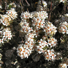 Flowers, Flat Top Hill, Alexandra.<br>Photographer: John Barkla, Licence: <a target='_blank' href='https://creativecommons.org/licenses/by/4.0'>CC BY</a>. <a class='member-message' href='/nzpcn/why-join-nzpcn/' target='_blank'>Members can view a larger version of this image.</a>
