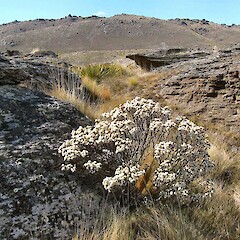 Flat Top Hill, Alexandra.<br>Photographer: John Barkla, Licence: <a target='_blank' href='https://creativecommons.org/licenses/by/4.0'>CC BY</a>. <a class='member-message' href='/nzpcn/why-join-nzpcn/' target='_blank'>Members can view a larger version of this image.</a>