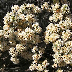 Flowers, Flat Top Hill, Alexandra.<br>Photographer: John Barkla, Licence: <a target='_blank' href='https://creativecommons.org/licenses/by/4.0'>CC BY</a>. <a class='member-message' href='/nzpcn/why-join-nzpcn/' target='_blank'>Members can view a larger version of this image.</a>