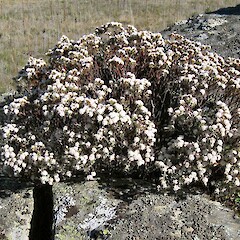Flat Top Hill, Alexandra.<br>Photographer: John Barkla, Licence: <a target='_blank' href='https://creativecommons.org/licenses/by/4.0'>CC BY</a>. <a class='member-message' href='/nzpcn/why-join-nzpcn/' target='_blank'>Members can view a larger version of this image.</a>