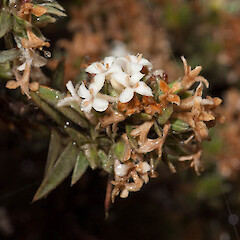 Pimelea aridula subsp. aridula