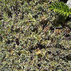 Pimelea oreophila.<br>Photographer: Sandra Wotherspoon, Licence: <a target='_blank' href='https://creativecommons.org/licenses/by-nc/4.0'>CC BY-NC</a>. <a class='member-message' href='/nzpcn/why-join-nzpcn/' target='_blank'>Members can view a larger version of this image.</a>