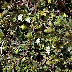 Pimelea oreophila subsp. oreophila