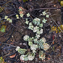 Te Paki.<br>Photographer: Jeremy R. Rolfe, Date taken: 17/11/2007, Licence: <a target='_blank' href='https://creativecommons.org/licenses/by/4.0'>CC BY</a>.