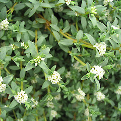 Pimelea prostrata.<br>Photographer: John Barkla, Licence: <a target='_blank' href='https://creativecommons.org/licenses/by/4.0'>CC BY</a>.