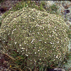Pimelea sericeovillosa subsp. pulvinaris