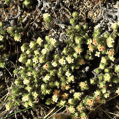 Pimelea sericeovillosa subsp. sericeovillosa