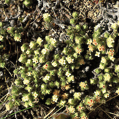 Rachael Range, Molesworth.<br>Photographer: Gillian M. Crowcroft, Licence: All rights reserved. <a class='member-message' href='/nzpcn/why-join-nzpcn/' target='_blank'>Members can view a larger version of this image.</a>