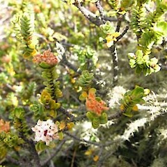 Pimelea traversii subsp. traversii