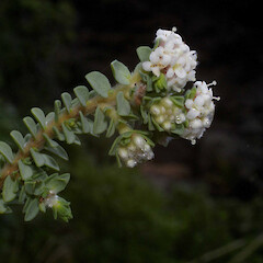 Pimelea urvilleana subsp. urvilleana
