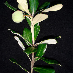 Pittosporum crassifolium with mature fruit.<br>Photographer: Peter J de Lange, Licence: <a target='_blank' href='https://creativecommons.org/licenses/by-nc/4.0'>CC BY-NC</a>.
