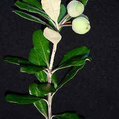 Pittosporum crassifolium with mature fruit.<br>Photographer: Peter J de Lange, Licence: <a target='_blank' href='https://creativecommons.org/licenses/by-nc/4.0'>CC BY-NC</a>.